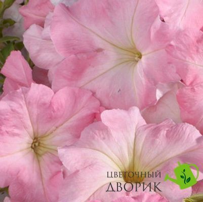 Петуния Celebrity F1 Chiffon Morn CelebrityChiffonMorn фото