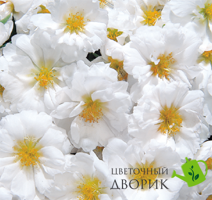 Портулак великоквітковий Sundial White pro-SundialWhite-1000 фото