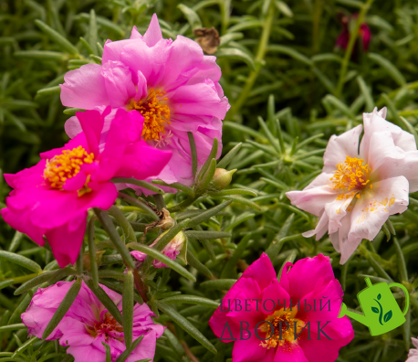 Портулак великоквітковий Sundial Valentine Mix  pro-SundialValentineMix-500md фото