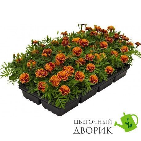 Тагетес Super Hero Orange Flame SuperHeroOrangeFlame фото