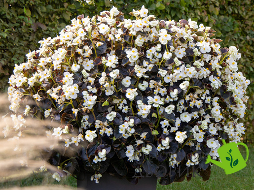 Бегонiя Big F White Bronze Leaf  pro-bigWhiteBronzeLeaf-500 фото