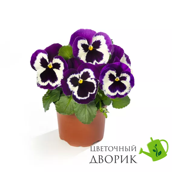 Виола Delta Speedy Violet Face  pro-DeltaSpeedyVioletFace-1000 фото