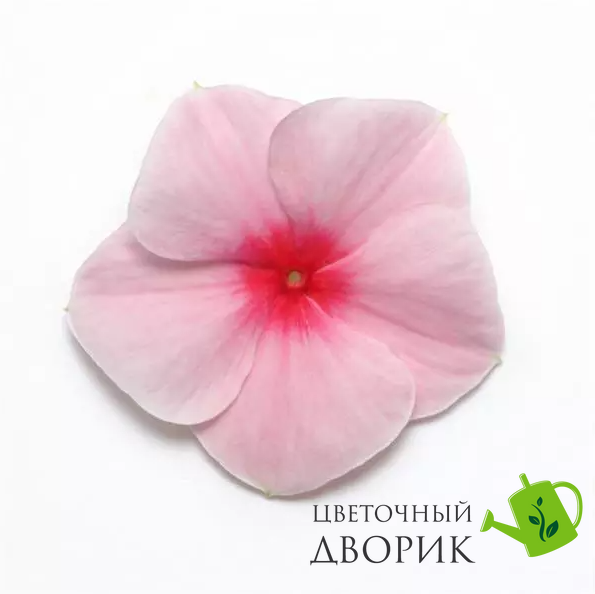 Винка Mediterranean XP Strawberry pro-vinmedxpstr-1000 фото