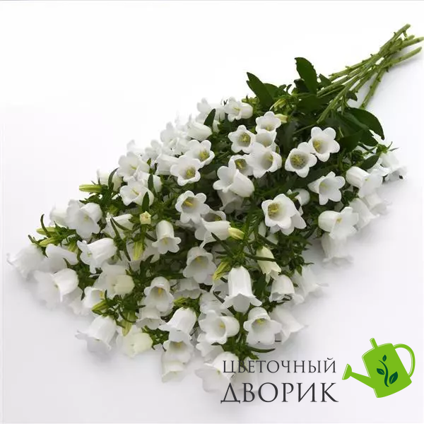Дзвоник Campana White pro-CampanaWhite-1000 фото