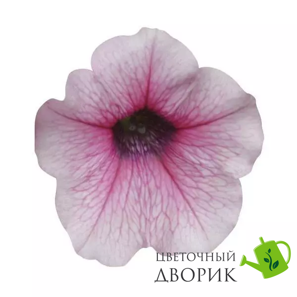Петунія Shock Wave F1 Pink Vein ShockWavePinkVein фото