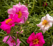 Портулак великоквітковий Sundial Valentine Mix  pro-SundialValentineMix-500md фото 2
