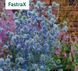 Синеголовник Glitter Blue (зрізка) GlitterBlue фото 1