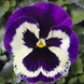Виола Delta Speedy Violet Face  pro-DeltaSpeedyVioletFace-1000 фото 1