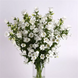 Дзвоник Campana White pro-CampanaWhite-1000 фото 2