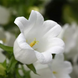 Дзвоник Campana White pro-CampanaWhite-1000 фото 1
