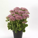 Очиток Sedum Spectacular New2027 pro-SedumSpectacular-100 фото 1