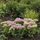 Очиток Sedum Spectacular New2027 pro-SedumSpectacular-100 фото 3