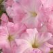 Петуния Celebrity F1 Chiffon Morn CelebrityChiffonMorn фото 2