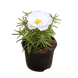 Портулак великоквітковий Sundial White pro-SundialWhite-1000 фото 2