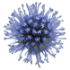 Синеголовник Glitter Blue (зрізка) GlitterBlue фото 2