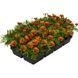 Тагетес Super Hero Orange Flame SuperHeroOrangeFlame фото 3