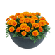 Тагетес Super Hero Orange Flame SuperHeroOrangeFlame фото 4