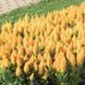 Целозия перистая Fresh Look Gold pro-celperfreloogol-1000 фото 2