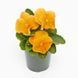 Виола Inspire Plus F1 Orange pro-InspirePlusOrange-500 фото 1