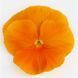 Виола Inspire Plus F1 Orange pro-InspirePlusOrange-500 фото 2
