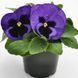 Виола Inspire DeluXXe F1 Blue Surprise pro-vioinsdelblusur-500 фото 1