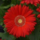 Гербера Mega Revolution Scarlet Red with Light Eye pro-germegrevscaredwitligeye-100 фото