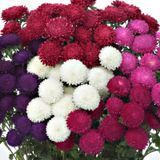 Астра Bonita Mix BonitaMix фото
