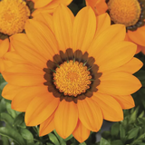 Газания Gazoo Orange with Ring pro-gazgazorawitrin-1000 фото