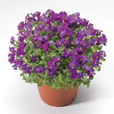 Обрієта гібридна Audrey F1 Purple Shades AudreyPurpleShades фото