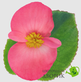 Бегонія Big f1 Deep Pink Green Leaf bigdeeppinkgreenleaf фото