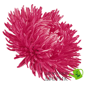Айстра Gala Carmine Rose pro-astgalcarros-500 фото
