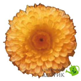 Календула Bon Bon Apricot pro-kalbonbonapr-1000 фото