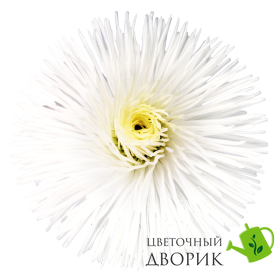 Маргаритка Habanera White HabaneraWhite фото
