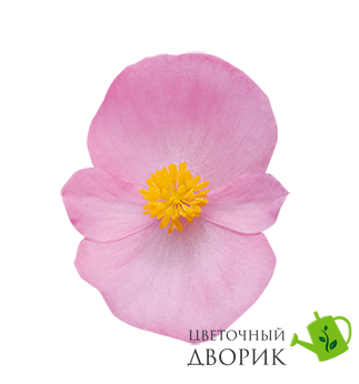 Бегонiя Super Olympia Rose pro-begsupolyros-1000 фото