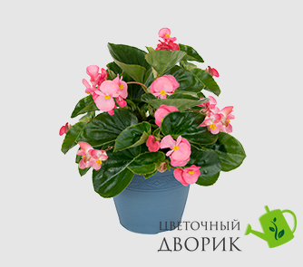 Бегонія Big f1 Deep Pink Green Leaf bigdeeppinkgreenleaf фото