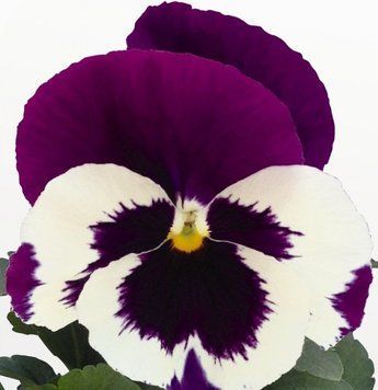 Віола Inspire DeluXXe F1 White Violet Wing InspireDeluXXeWhiteVioletWing фото