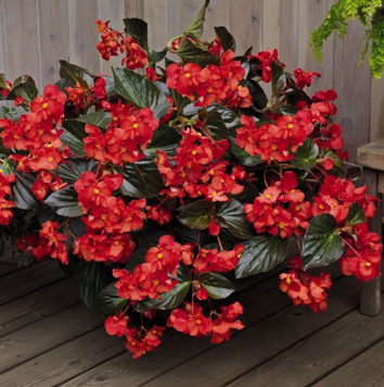Бегонія Big DeluXXe F1 Red Bronze Leaf BigDeluXXeRBrL фото