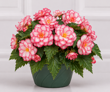 Бегония Nonstop Joy F1 Rose Picotee NonstopJoyRosePic фото