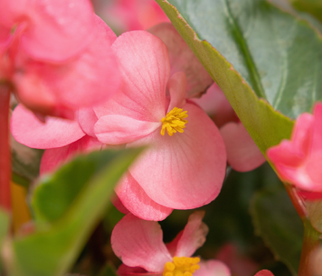Бегонія Big f1 Deep Pink Green Leaf bigdeeppinkgreenleaf фото