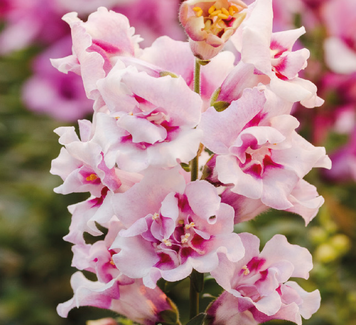Львиный зев Twinny F1 Orchid lvizev-twi-orchid-10 фото