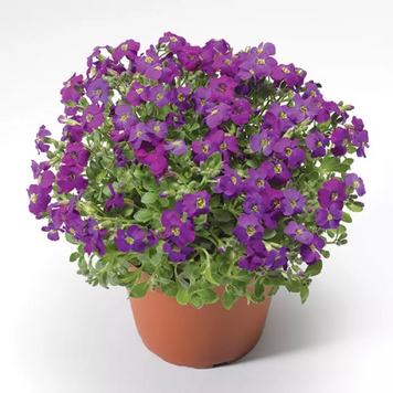 Обрієта гібридна Audrey F1 Purple Shades AudreyPurpleShades фото