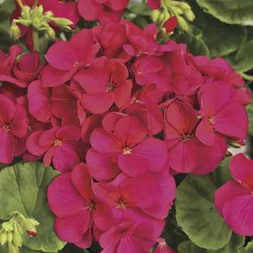 Пеларгонія Multibloom Violet pro-pelmulvio-1000 фото