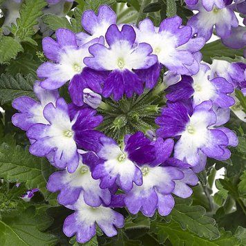Вербена Tuscany Twister Purple Shades TuscanyTwisterPurpleSh фото