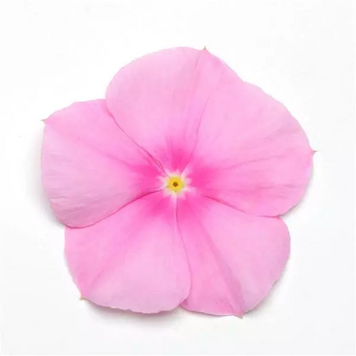 Вінка Titan Icy Pink pro-vintiticypin-500 фото