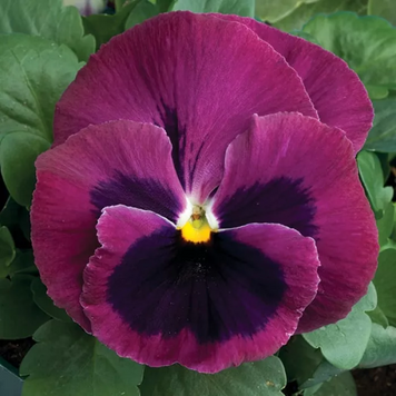 Вiола Colossus F1 Rose with Blotch pro-ColossusRoseB-1000 фото