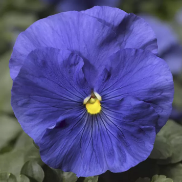 Виола Delta Speedy F1 True Blue DeltaSpeedyTBlue фото