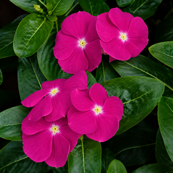 Винка Victory Purple pro-vinvicpur-1000 фото