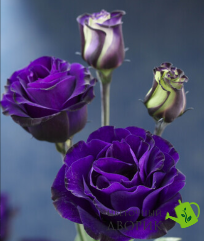 Еустома Croma F1 3 Purple New2027 pro-Croma3Purple-1000 фото
