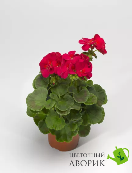 Пеларгония Multibloom Violet pro-pelmulvio-1000 фото