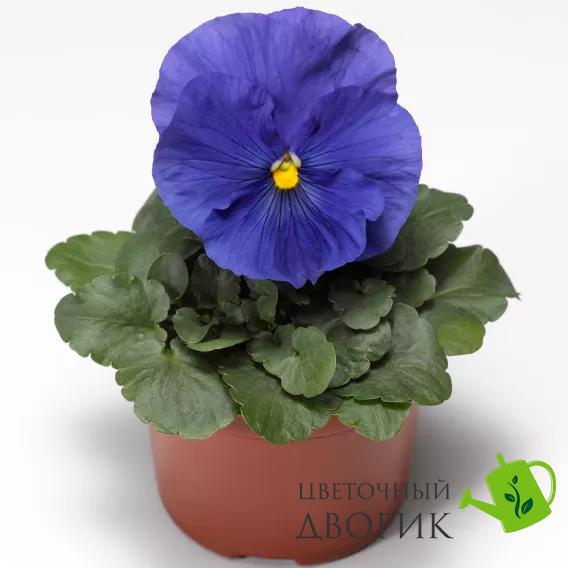Виола Delta Speedy F1 True Blue DeltaSpeedyTBlue фото